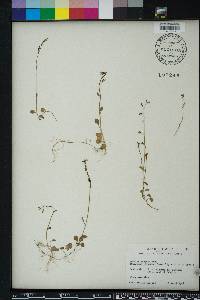 Lobelia feayana image