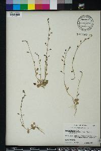 Lobelia feayana image