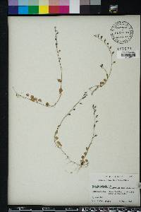 Lobelia feayana image