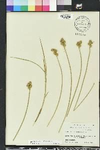 Carex vexans image