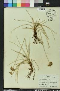 Fimbristylis cymosa image