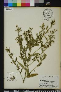 Sida rhombifolia image