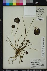 Nymphoides aquatica image