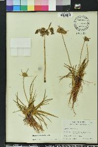 Cyperus surinamensis image