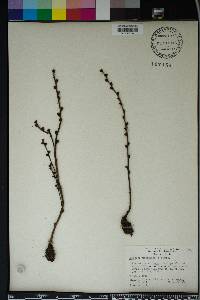 Epifagus virginiana image