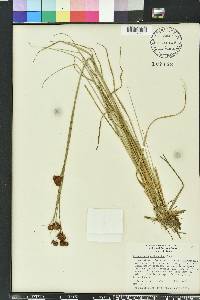 Rhynchospora cephalantha image