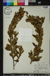 Cliftonia monophylla image