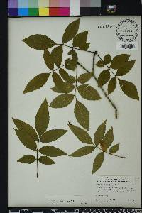 Fraxinus caroliniana image