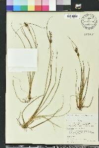 Carex tenax image