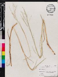 Panicum repens image