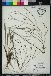 Pityopsis aspera image