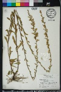 Solidago puberula image