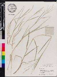 Panicum repens image