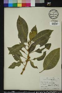 Ficus aurea image