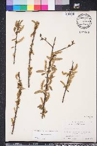 Salix caroliniana image