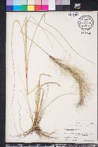 Aristida spiciformis image