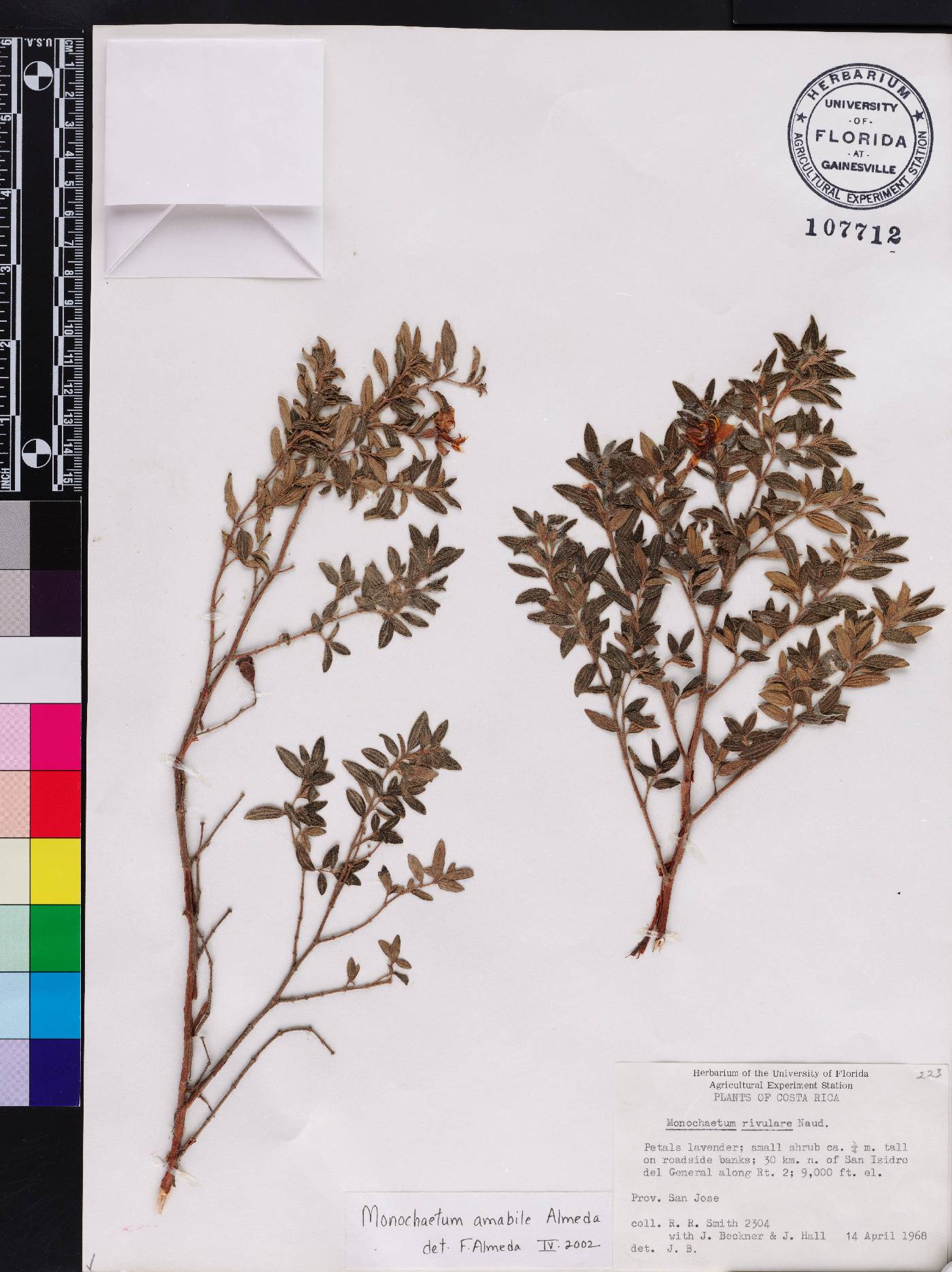 Monochaetum amabile image