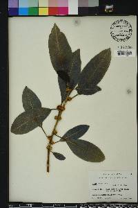 Ficus aurea image