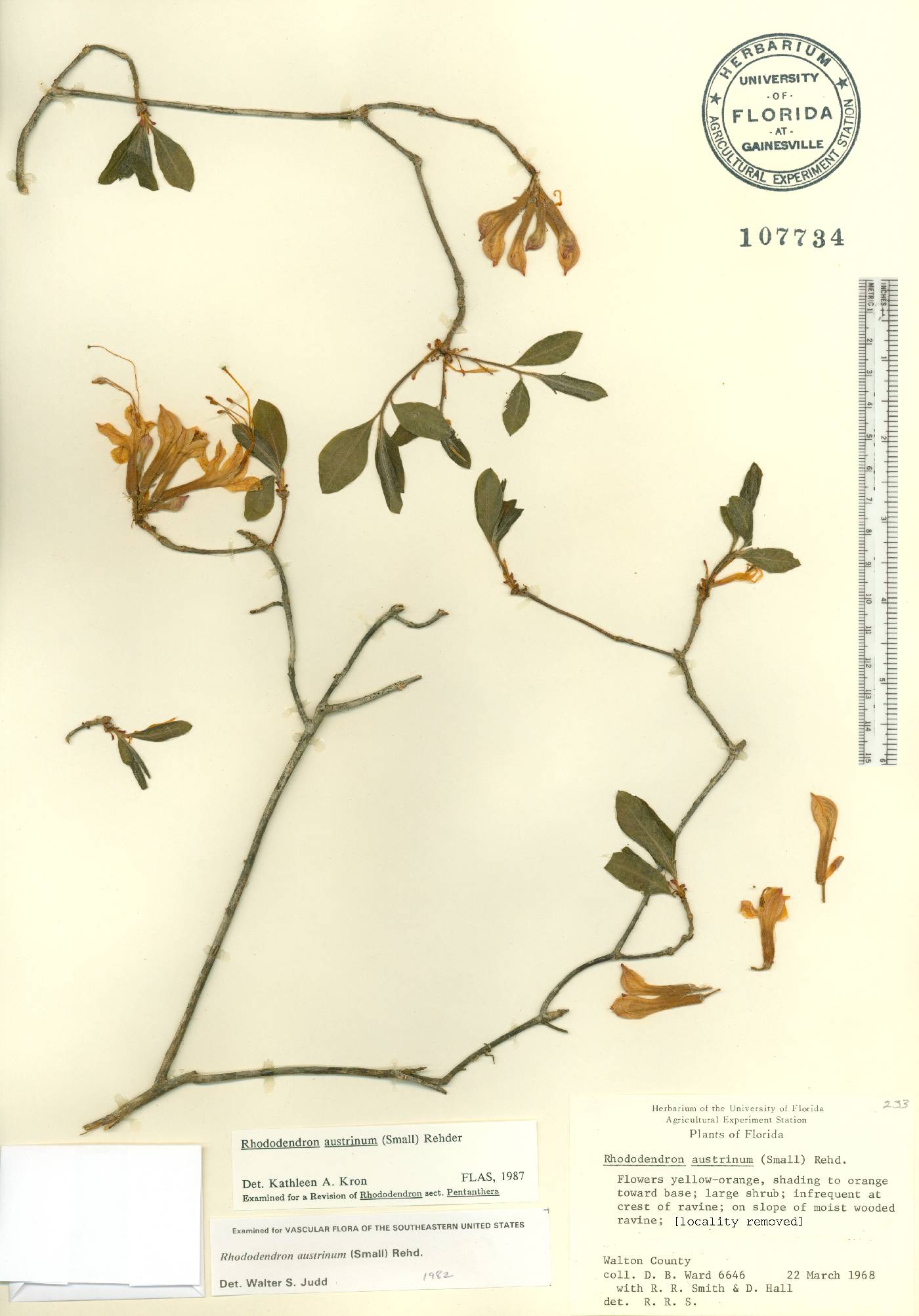 Rhododendron austrinum image