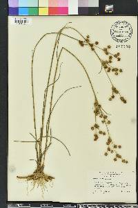 Juncus scirpoides image