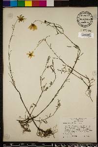 Bidens mitis image