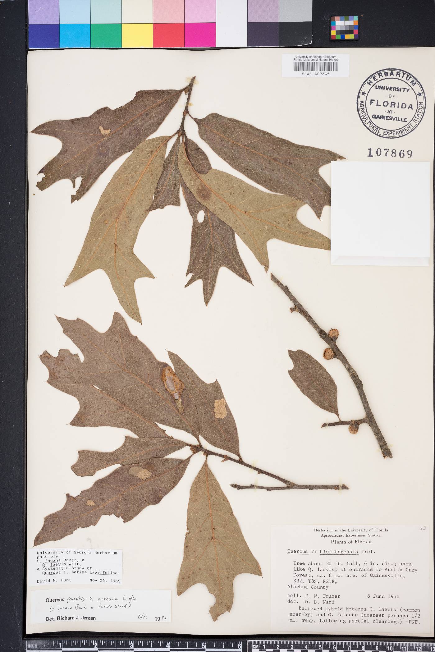 Quercus x asheana image