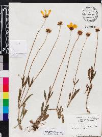 Coreopsis lanceolata image