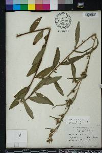 Ludwigia maritima image