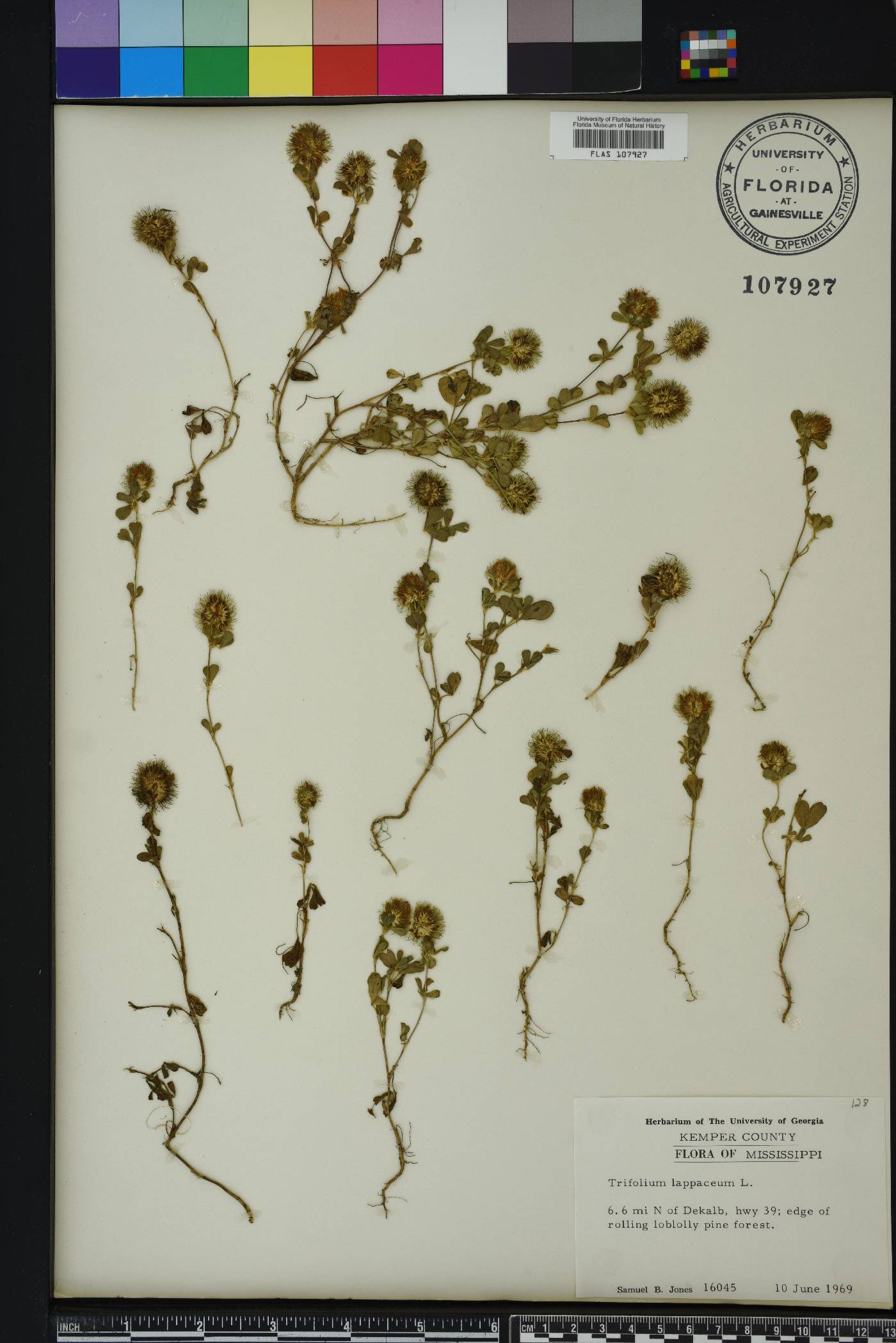 Trifolium lappaceum image