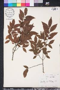 Ulmus alata image