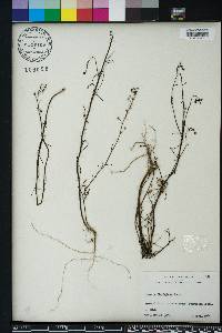 Linaria floridana image