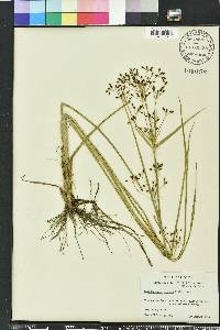 Rhynchospora nitens image