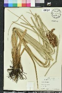 Cyperus ligularis image