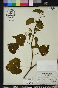 Ampelopsis cordata image