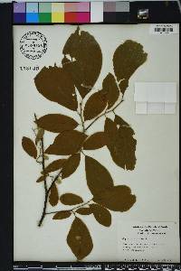 Styrax grandifolius image