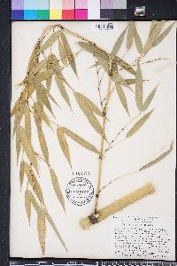 Phyllostachys meyeri image