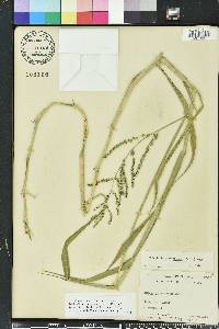 Urochloa mutica image