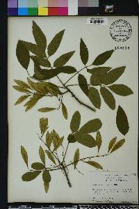 Fraxinus caroliniana image