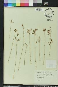 Fimbristylis puberula image