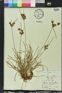 Fimbristylis dichotoma image