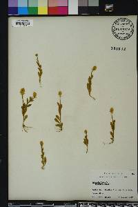 Polygala lutea image