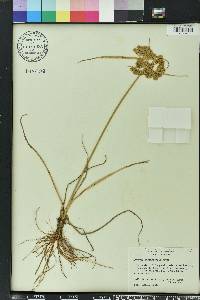 Cyperus surinamensis image