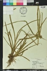 Cyperus virens image