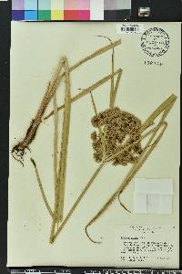 Cyperus virens image