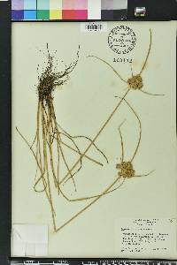 Cyperus surinamensis image