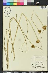 Juncus megacephalus image