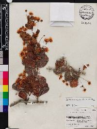 Pithecellobium keyense image