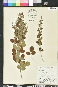 Lespedeza thunbergii image