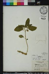 Physalis walteri image