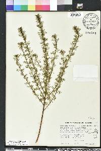 Dalea pinnata image